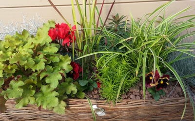 Quelles fleurs et plantes mettre en jardinière en octobre ?