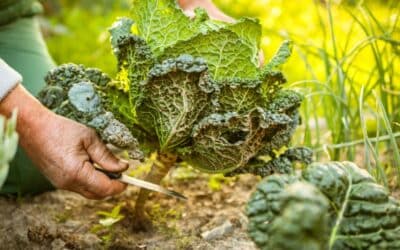 Potager de novembre : le guide complet pour récolter, semer et préparer l’hiver