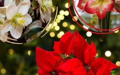 Lumière sur Décembre : Créez une Ambiance de Fête Naturelle