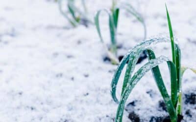 Janvier au potager : Récoltes, semis, et préparation pour un printemps généreux