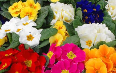 Mars au jardin : l’éveil des sens et des couleurs