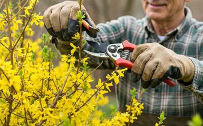 Avril au jardin : le grand spectacle de la nature s’installe !