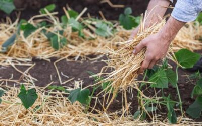 Août au jardin : entre récoltes, arrosage et préparation de la rentrée