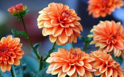 Septembre au jardin : l&rsquo;art de faire durer l&rsquo;été